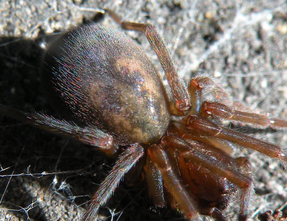 Amaurobius ferox -  Bath, Gran Bretagna